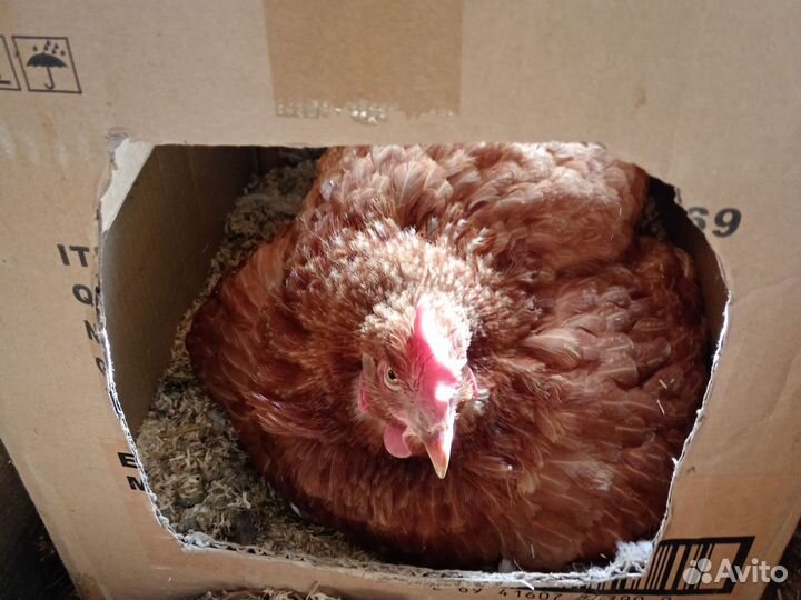 Куры наседки