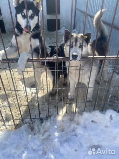 Два шикарных пса ищут дом