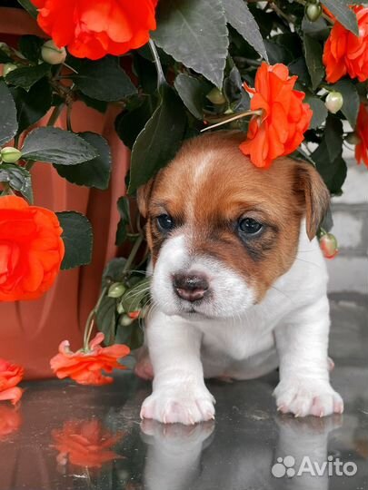 Щенки джек рассел терьер