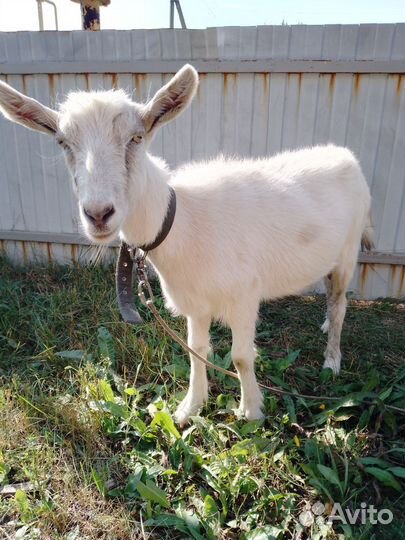 Зааненская дойная коза