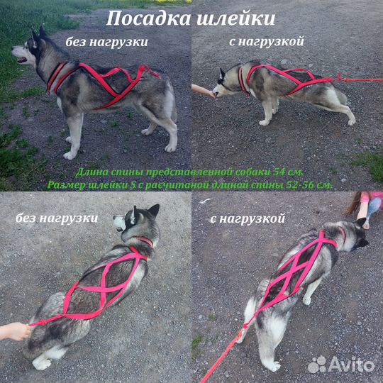 Шлейка ездовая тяговая все размеры и потяг 2.3 м