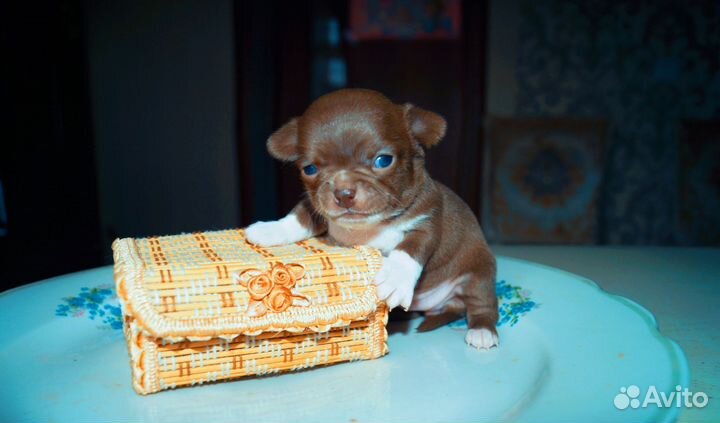 Карманная мини Девочка чихуахуа