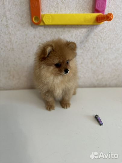 Померанский шпиц мини девочка