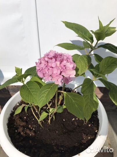 Гортензия крупнолистная саженцы