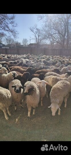 Овцы бараны ягнята