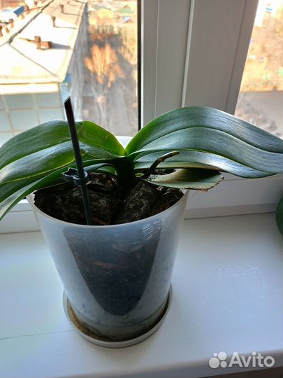 Орхидея бабочка