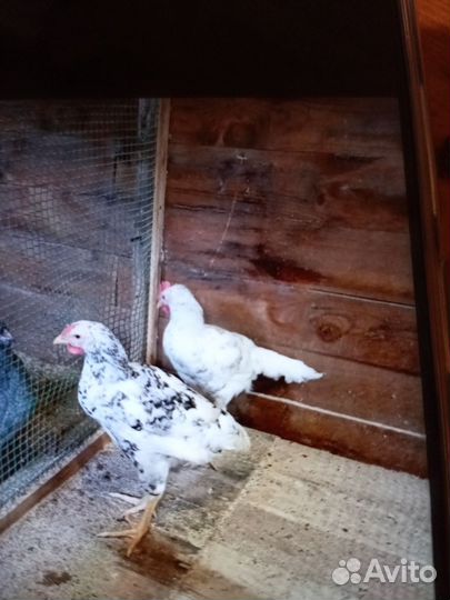 Продаю птицу