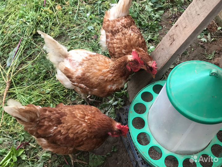 Куры несушки