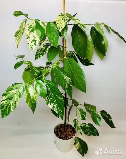 Фикус Эректа вариегатный