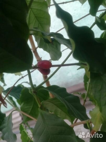 Кофе арабика 170см