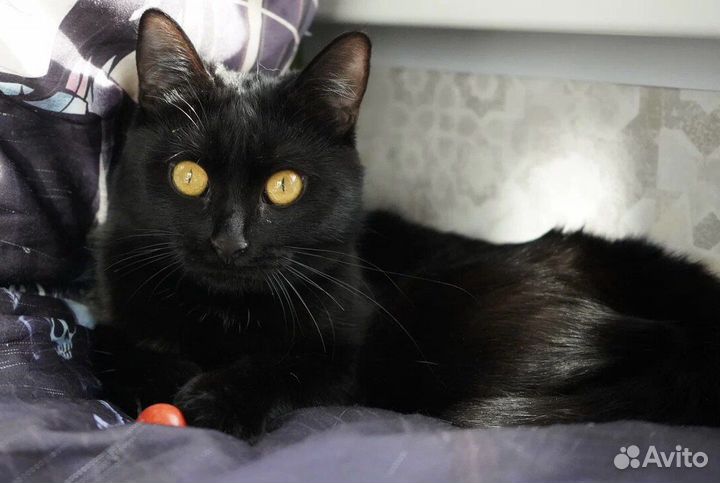 Багира в поиске дома