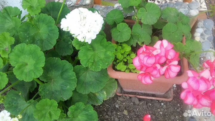 Герани. Образцы цветения