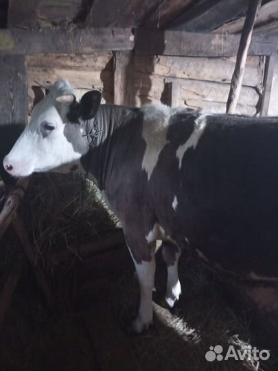 Продам телку