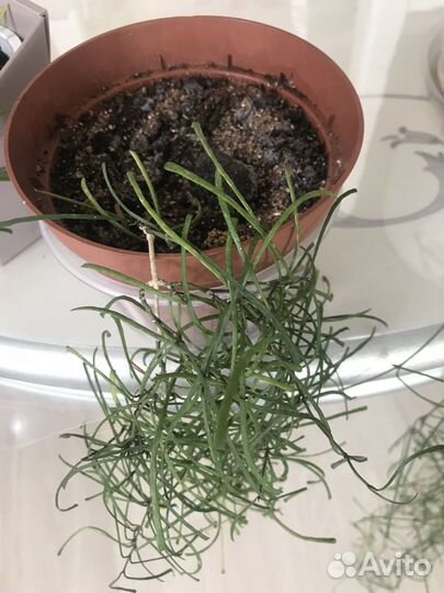 Продам хойю ретуза