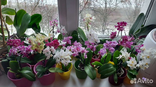 Орхидея фаленопсис mini