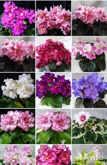 Набор листовых черенков фиалок