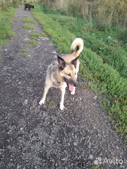Вся жизнь через решетку.Собака в дар в добрые руки
