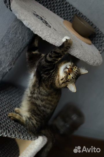 Молодой котик Теодор