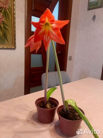 Гиппеаструм