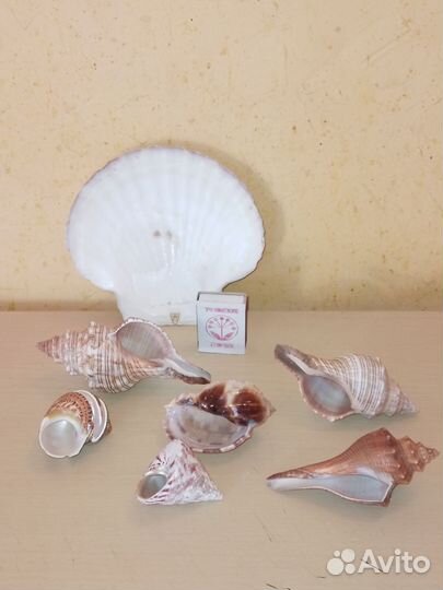 Набор ракушек