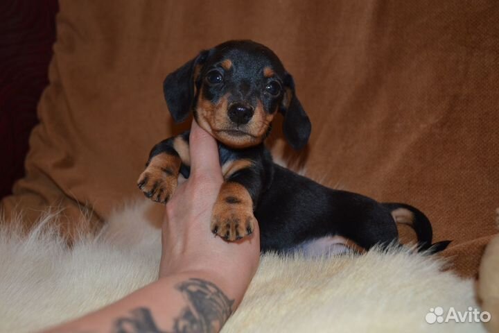 Щенки кроличей таксы. РКФ. Питомник