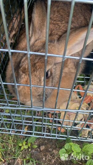 Клетка-ловушка, котоловка