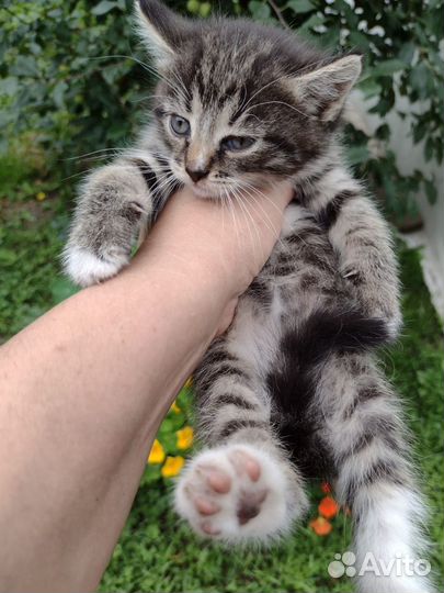 Котятки в добрые руки