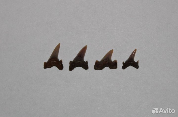 Зубы Древних Акул (небольшие)