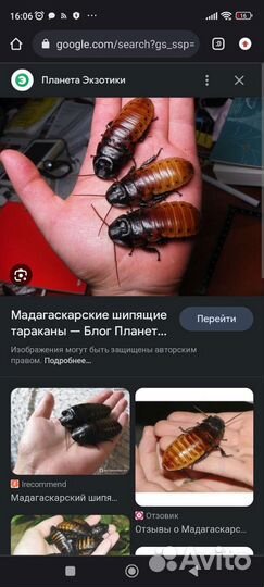 Мадагаскарские тараканы