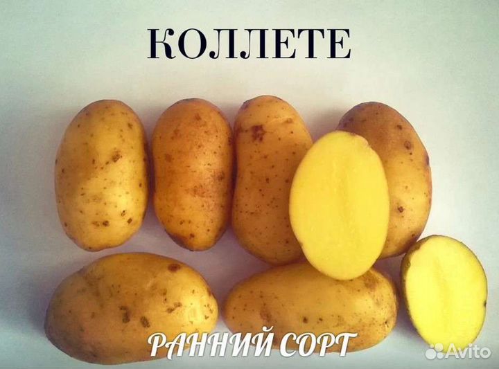 Лук сенчик, картофель семенной, рассада, семена