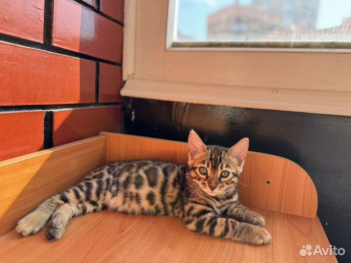 Бенгальский котенок мальчик