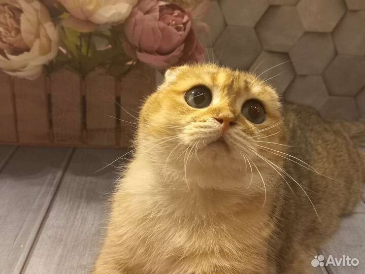 Шотландский вислоухий кот