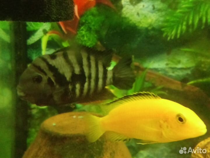 Малавийские цихлиды и цихлазомы