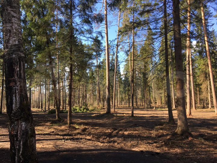 Участок 10 сот. (ИЖС)