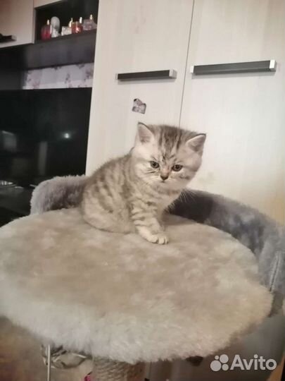 Шотландская