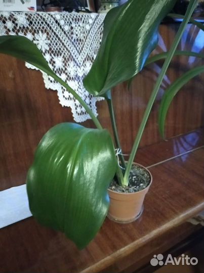 Эухарис амазонская лилия