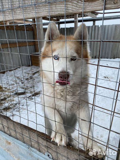 Собака. Мальчик