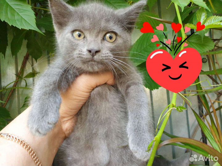 Малявочки ищут дом