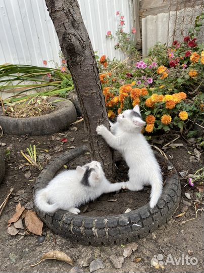 Отдам котиков в добрые руки