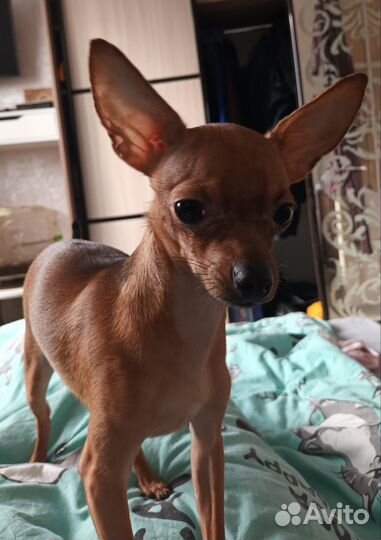 Вязка собак