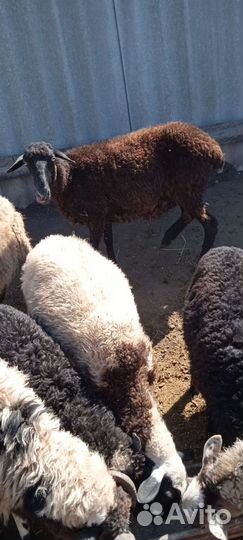 Овцы полукурдючные. Козлята и ягнята молодняк