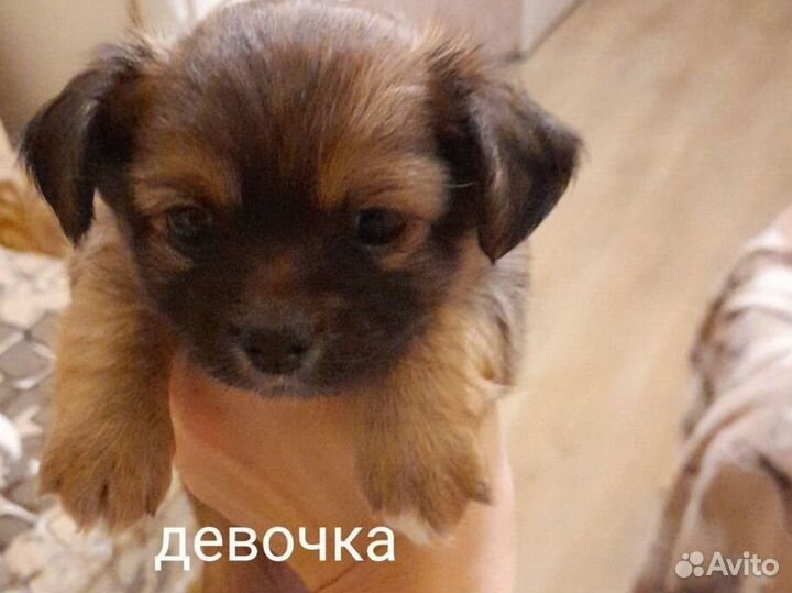 Щенки чихуа девочки