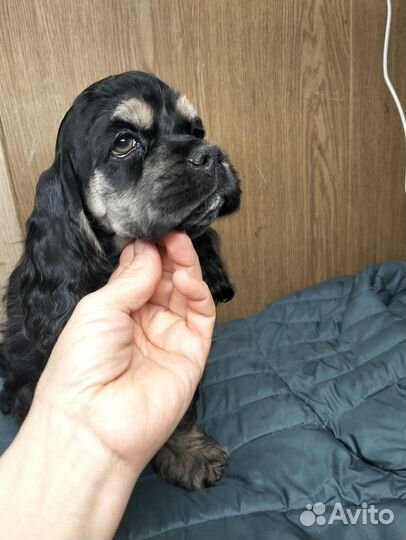 Кокер спаниель