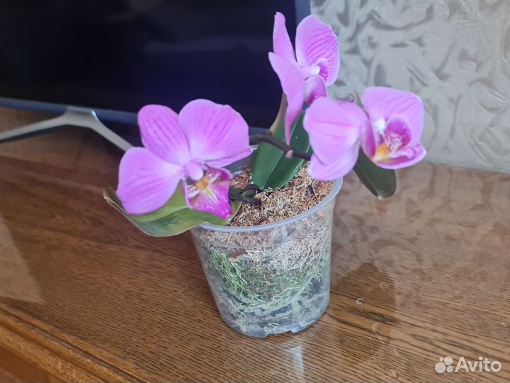 Орхидея фаленопсис