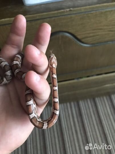 Маисовый полоз