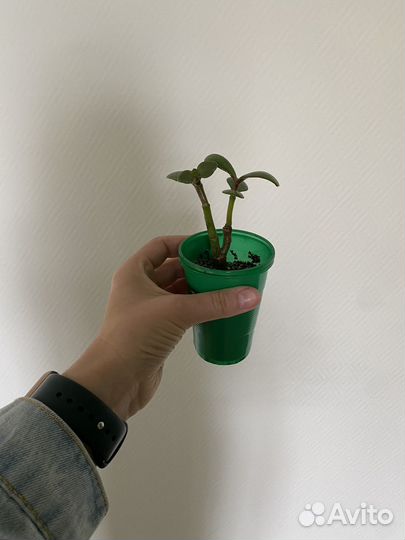 Крассула толстянка (денежное дерево)