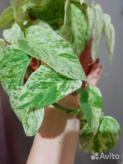 Сциндапсус, Моттлед (Мохито )