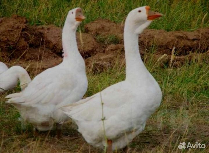 Гуси порода Линда