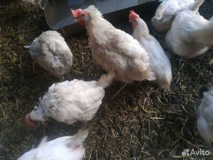 Куры несушки