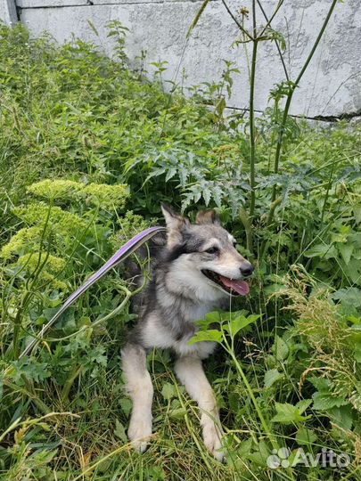 Собака улыбака из приюта ждёт свою семью